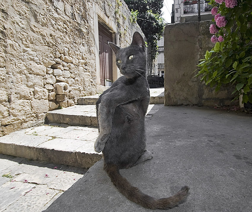 Russian blue cat, Korcula, Croatia