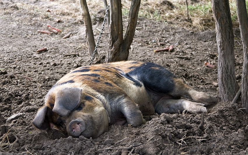 Another 'Beast', Chained