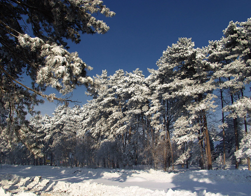 Palić in Winter