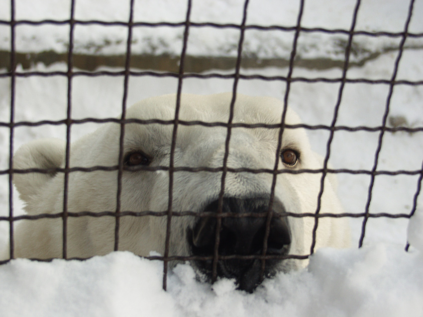 Polar Bear. I touched him