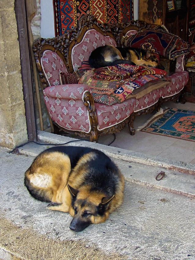 Dogs, resting. Turkey