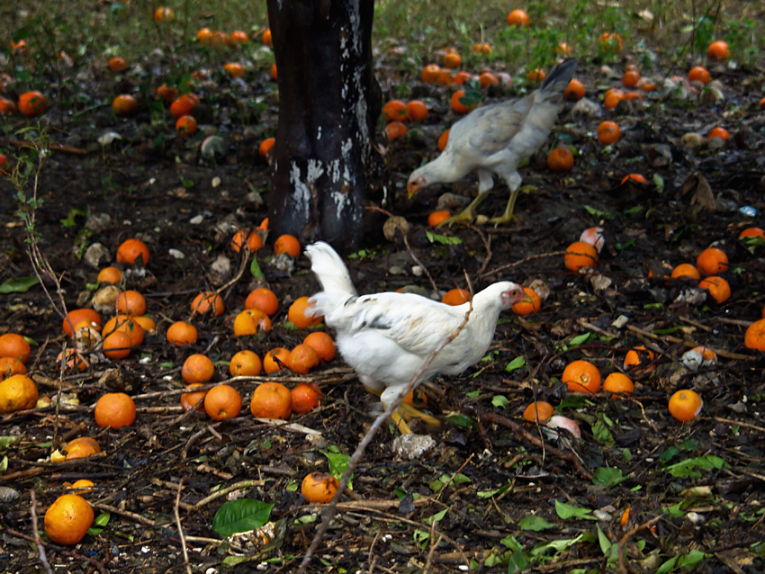 Hens and Oranges