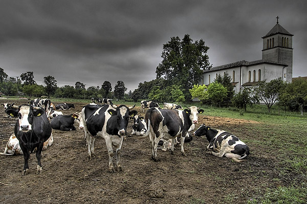 vojvodina_krave_crkva_hdr.jpg